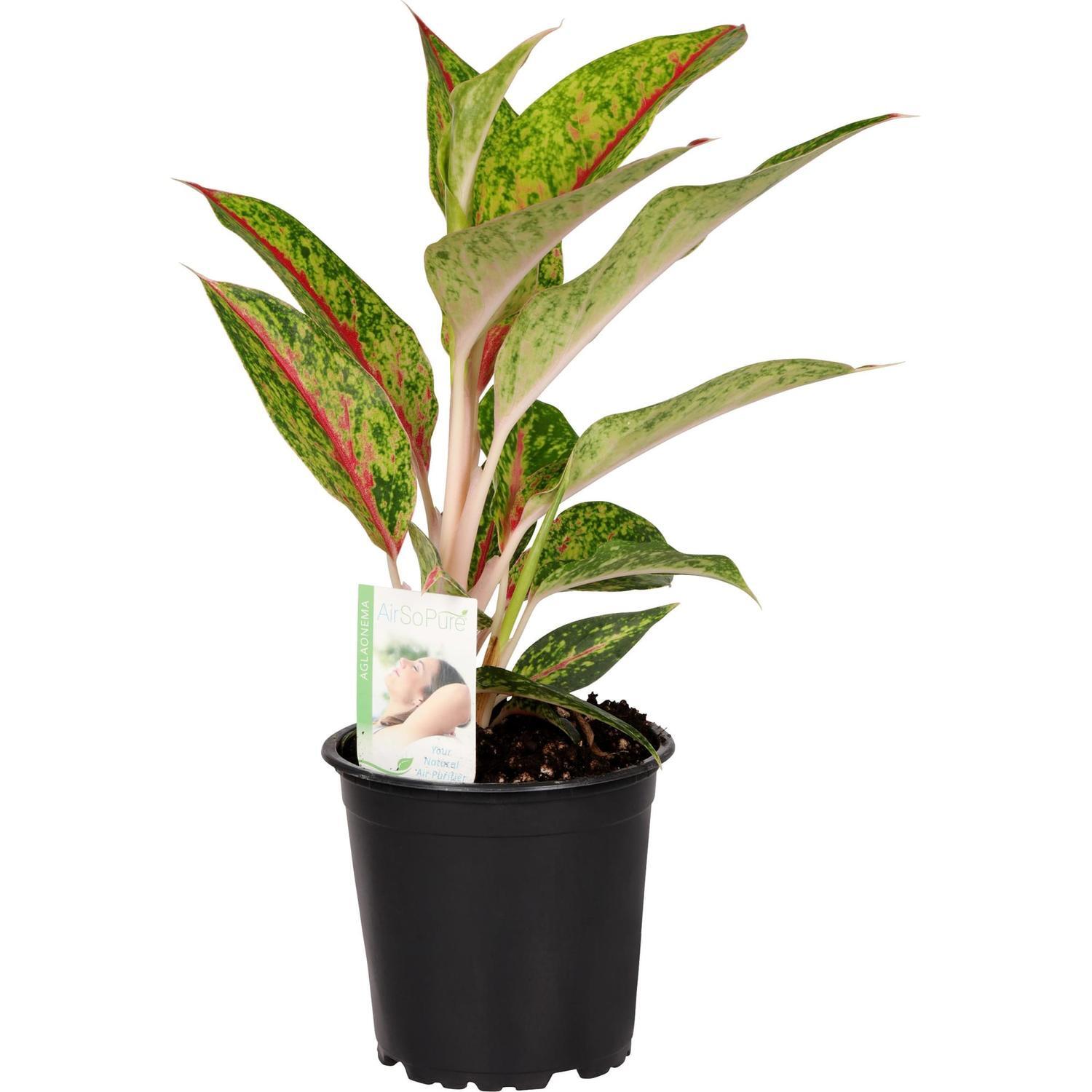 Aglaonema Nightspark