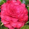 Camellia Japonica 'Roger Hall'