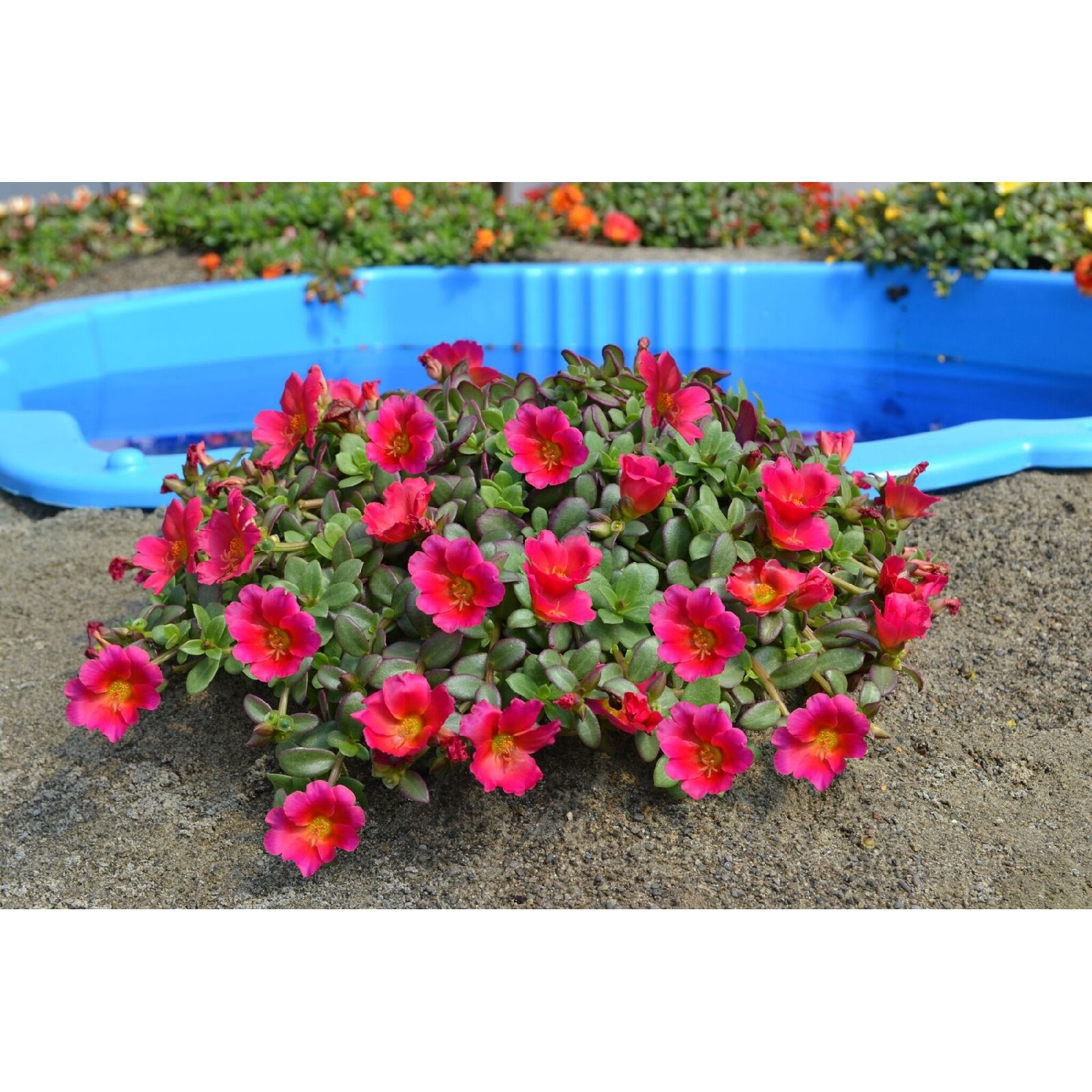 Portulaca ColourBlast Plumberry