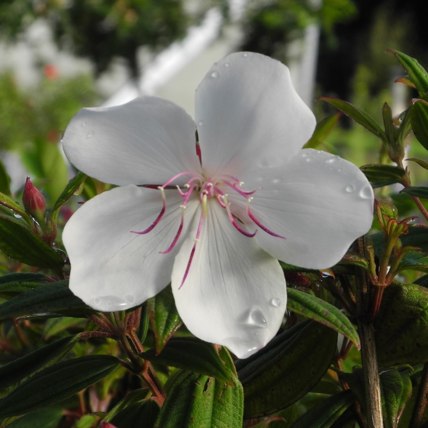 Tibouchina Peace Baby
