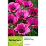 Anemone Single Lilac Pink Blssm  Td 15 pack