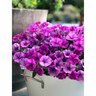 Petunia Violet Bouquet