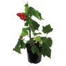 Abutilon Ashford Red 2.5 litre