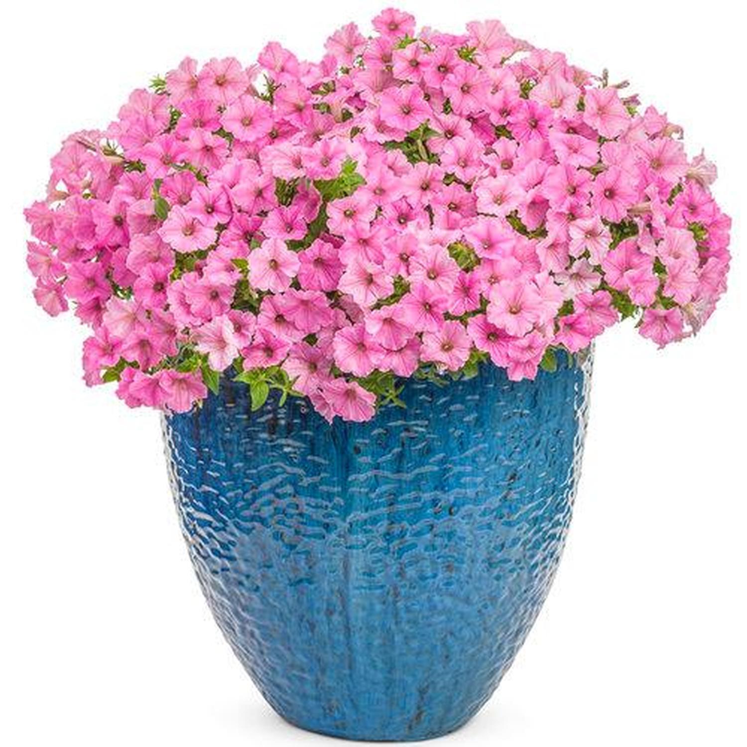 Supertunia Vista Bubblegum
