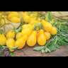 Tomato Golden Pear Drop