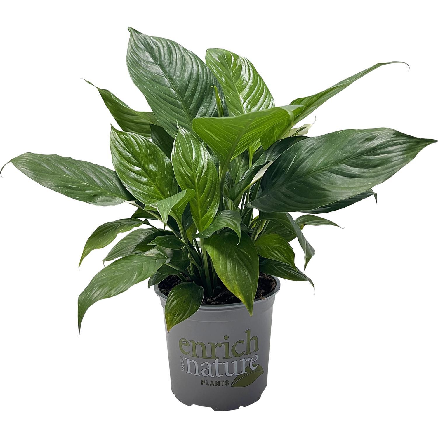 Spathiphyllum 'Peace Lily' 'Domino' 15cm