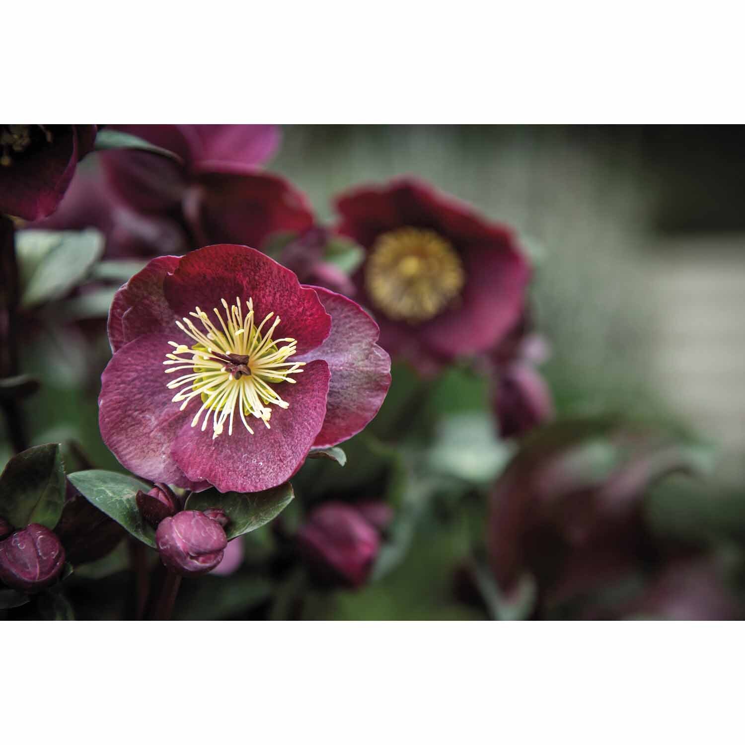 Helleborous 'Ruby Day Dream'