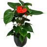 Anthurium Bugatti in Geometric Ceramic Pot