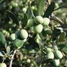 Olive Manzanillo