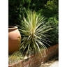 Cordyline Albertii