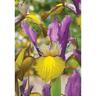 Dutch Iris 'Picasso'