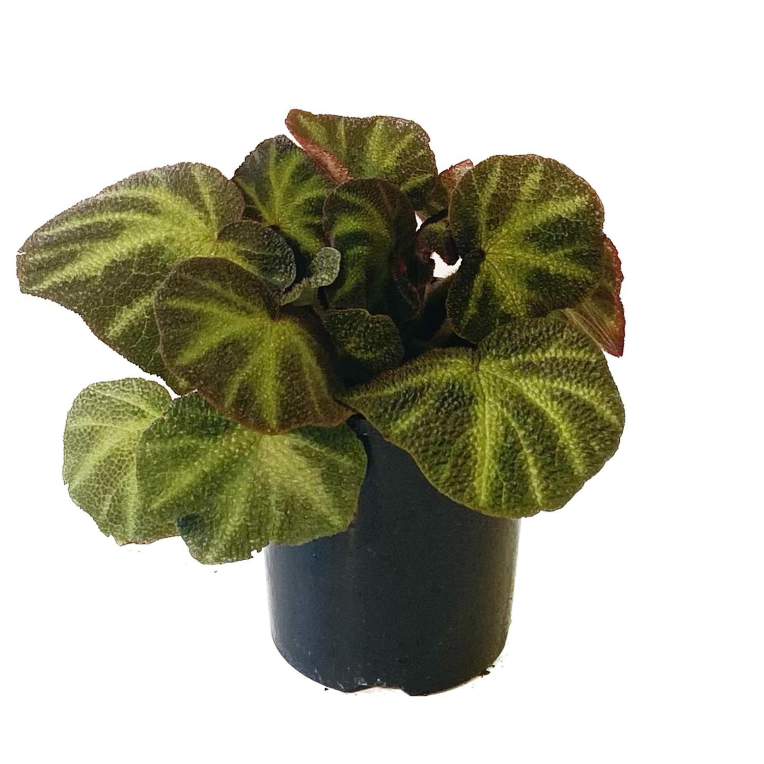 Begonia Lizard 12cm