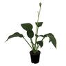 Hosta Snowden