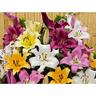 Lilly Ot Hybrid Mix 5 Pack