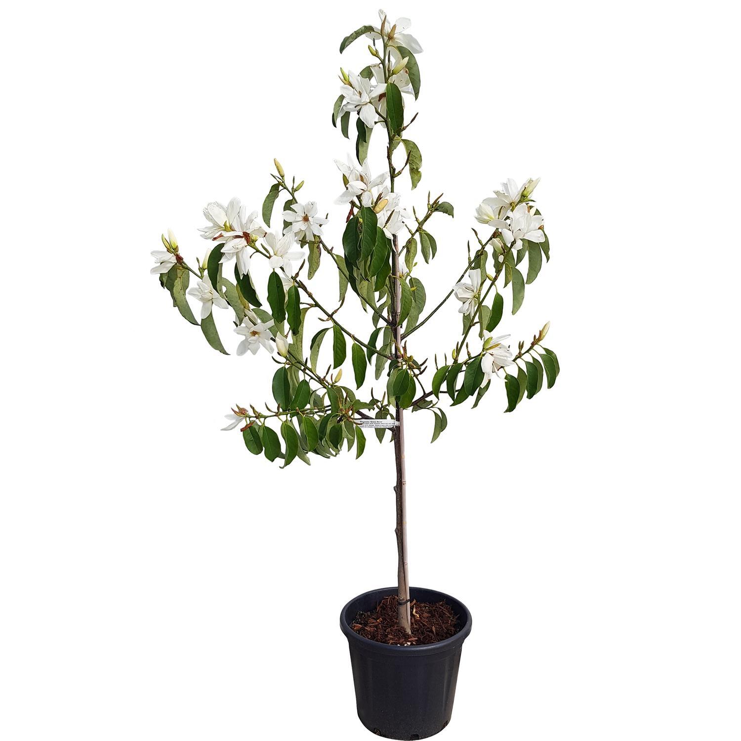 Michelia doltsopa xmaudia Snow Dove