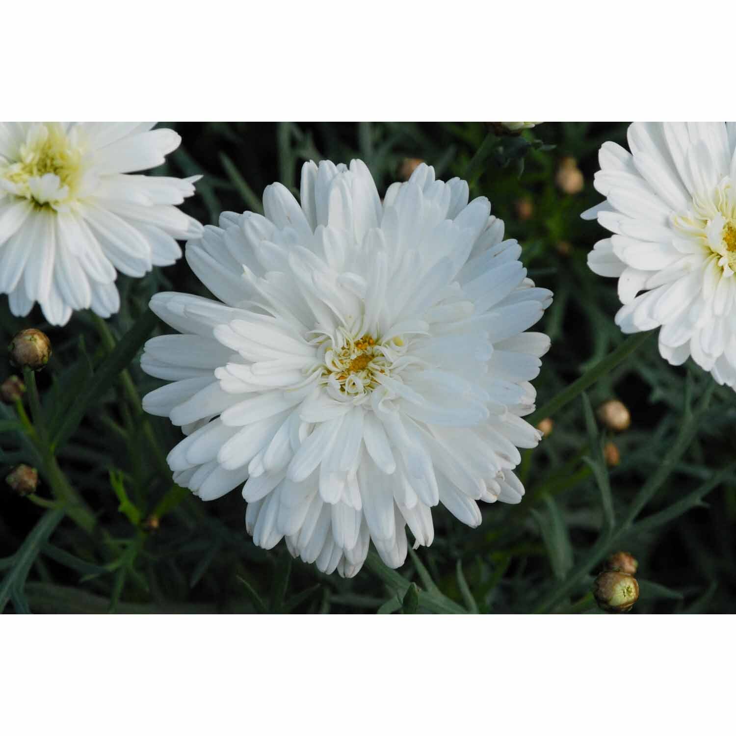 Federation Daisy Purity