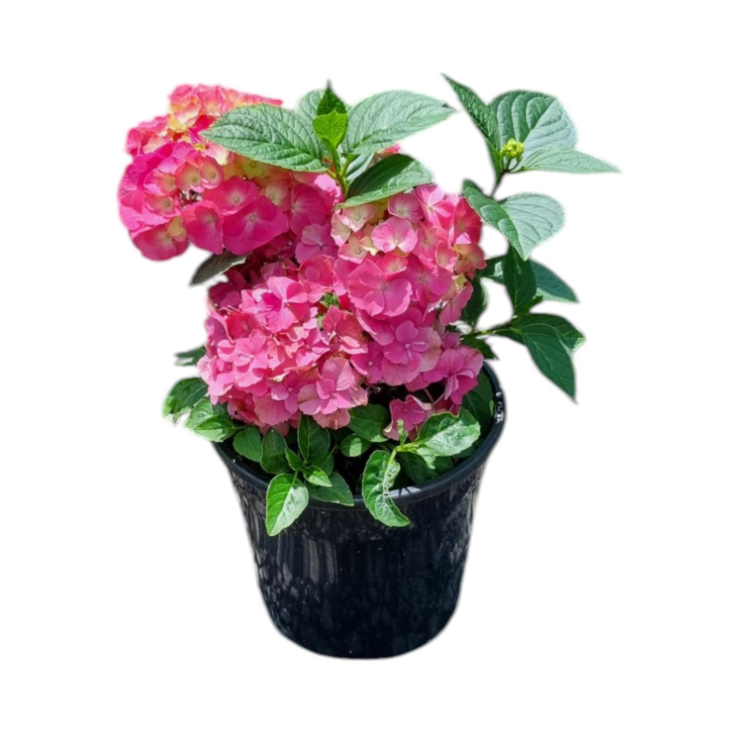 Hydrangea Piamina 4L