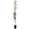 Apple Semi-Dwarf 'Pinkie' 4.7 litre