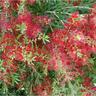 Callistemon Slim 4L