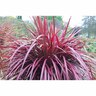 Cordyline Zumba 2.5 Litre