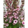Leptospermum Wiri Shelley