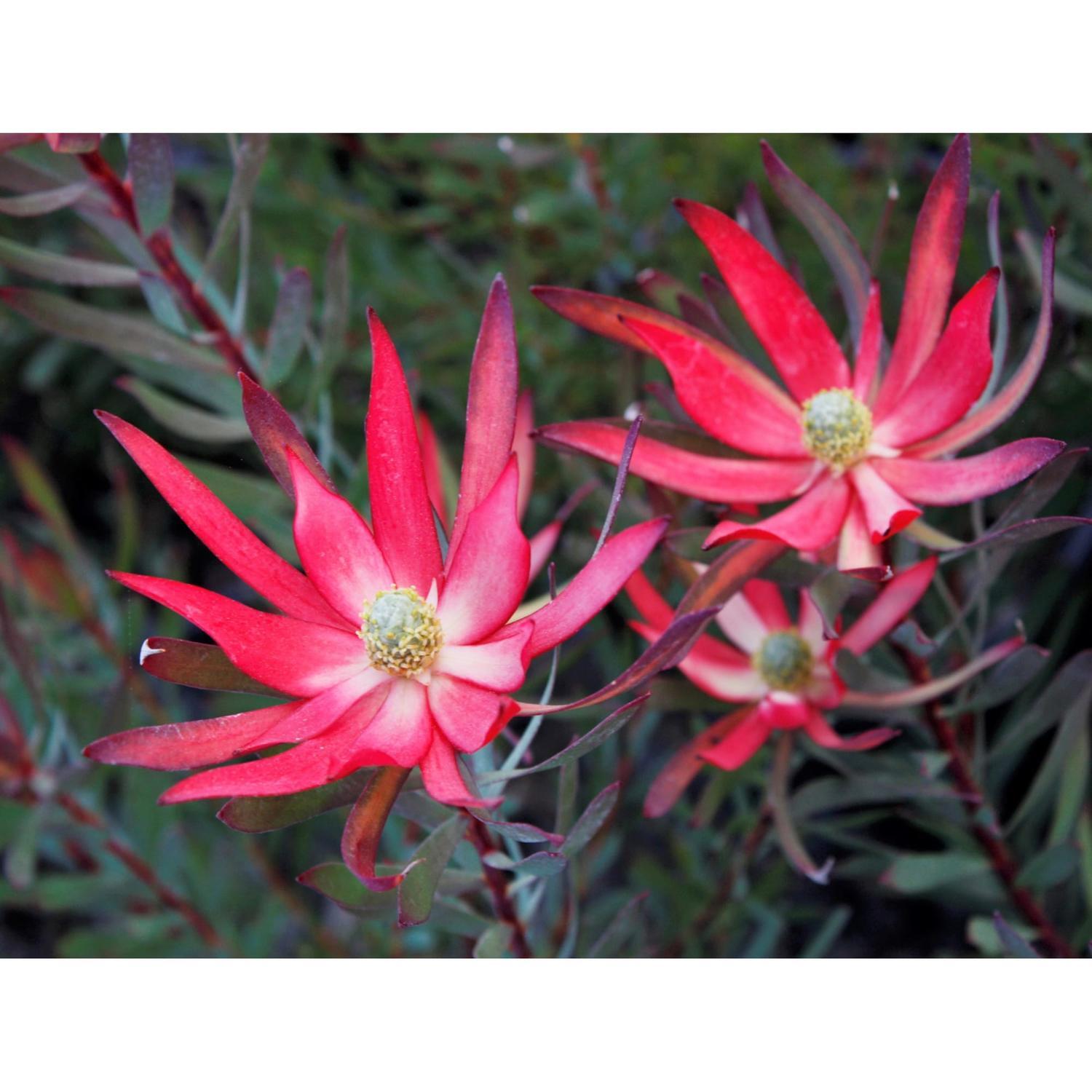 Leucadendron Rising Sun