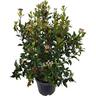 Viburnum Eve Price 10 litre