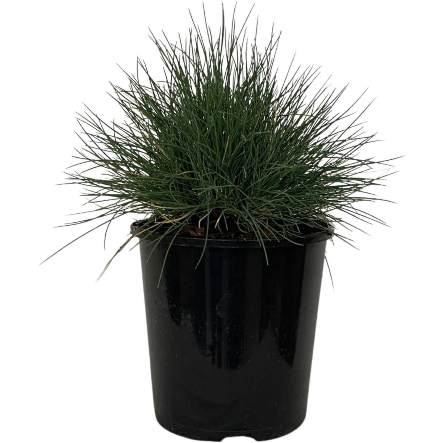 Festuca Coxii