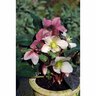 Helleborus 'Ruby Glow'
