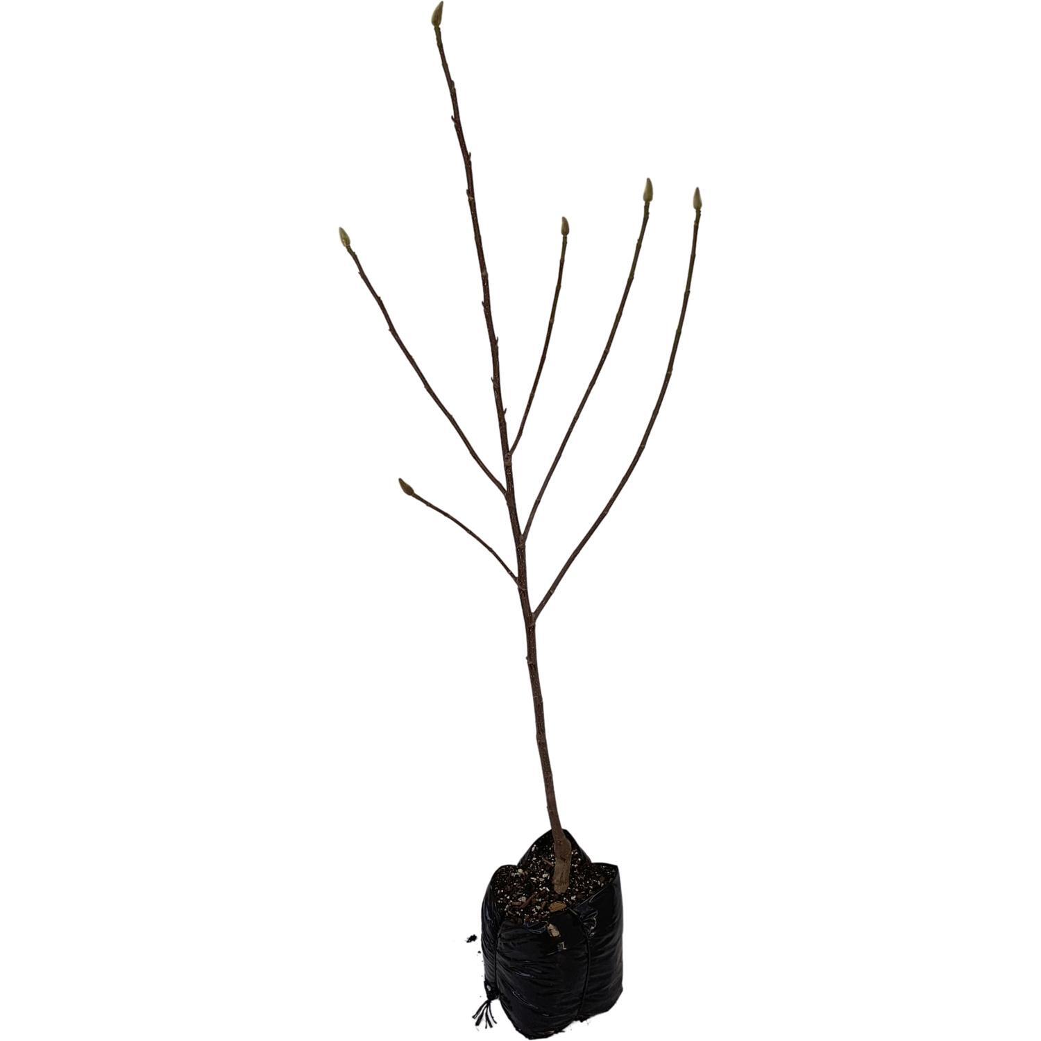 Magnolia Brixton Belle