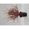 Boronia Lipstick