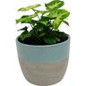 Indoor Foliage Selection in Frida Ceramic Pot