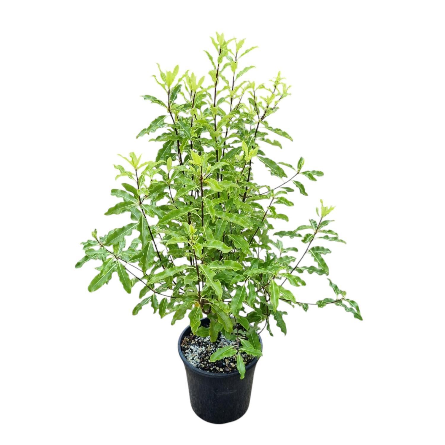 Pittosporum Mini Green 'Lemonwood'  4L