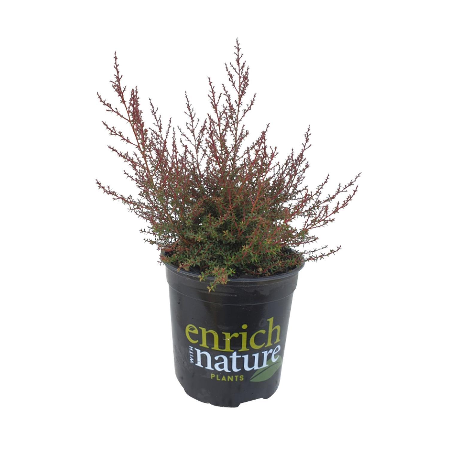 Leptospermum Nanum Ruru