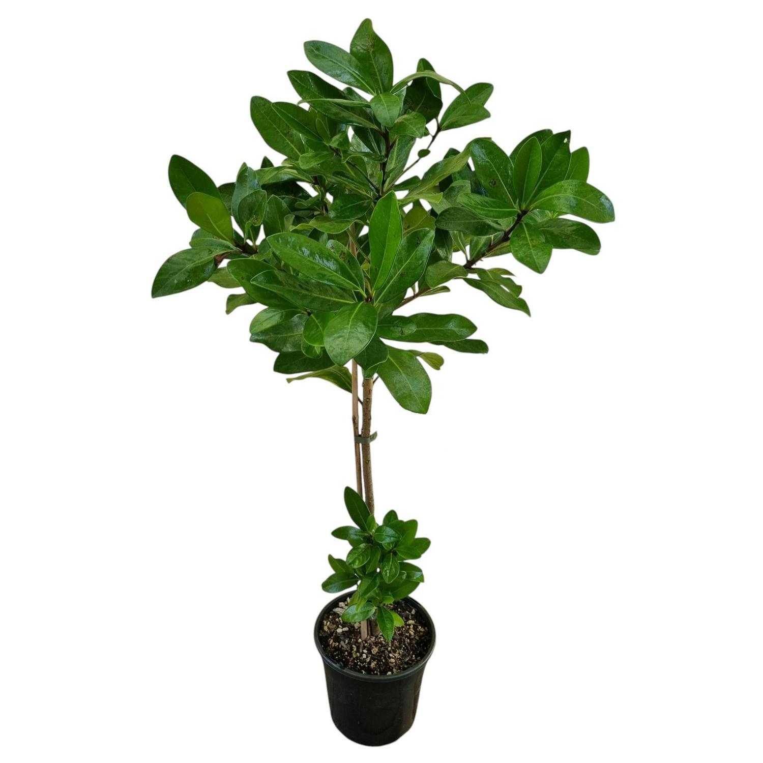 Corynocarpus Laevigatus 'Karaka Tree'  4L