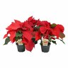 Poinsettia