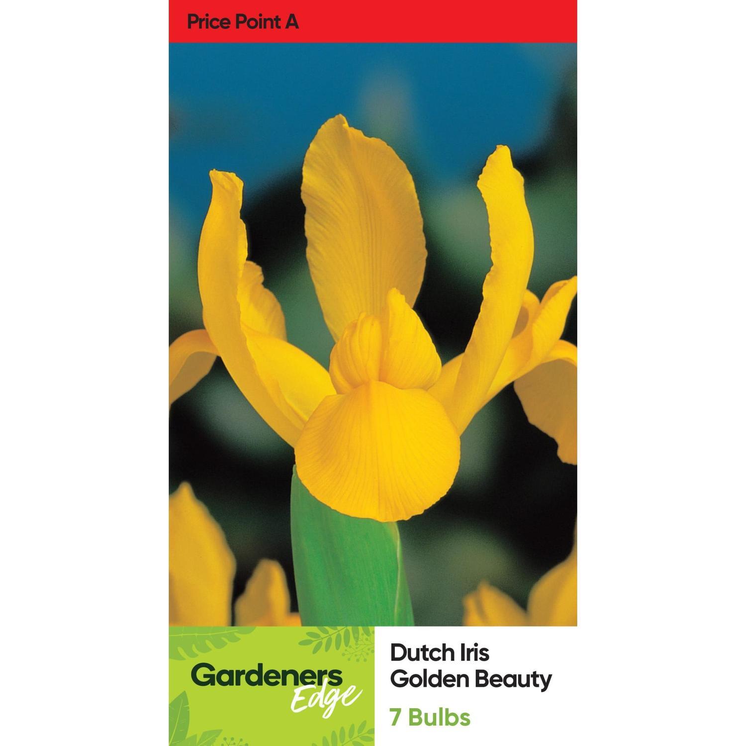 Dutch Iris 'Golden Beauty'