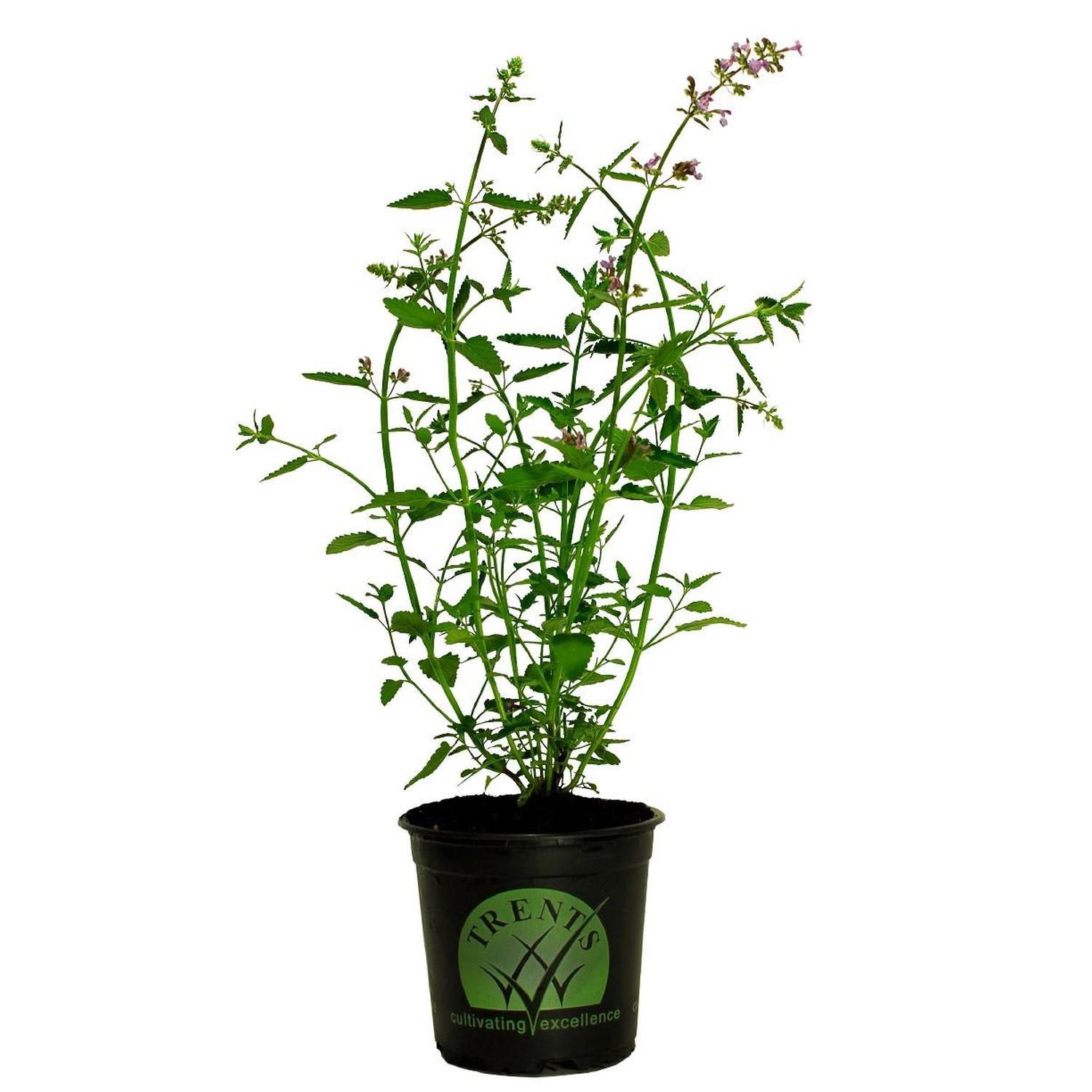 Nepeta Six Hills Giant