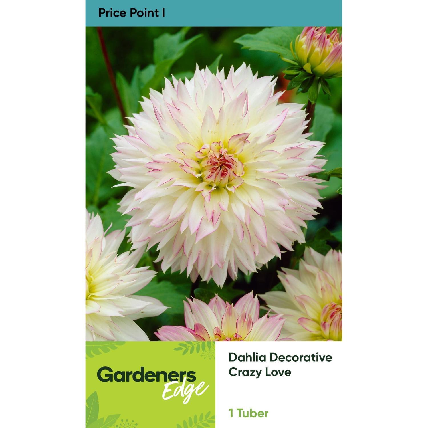 Dahlia Decorative Crazy Love 1 Pack