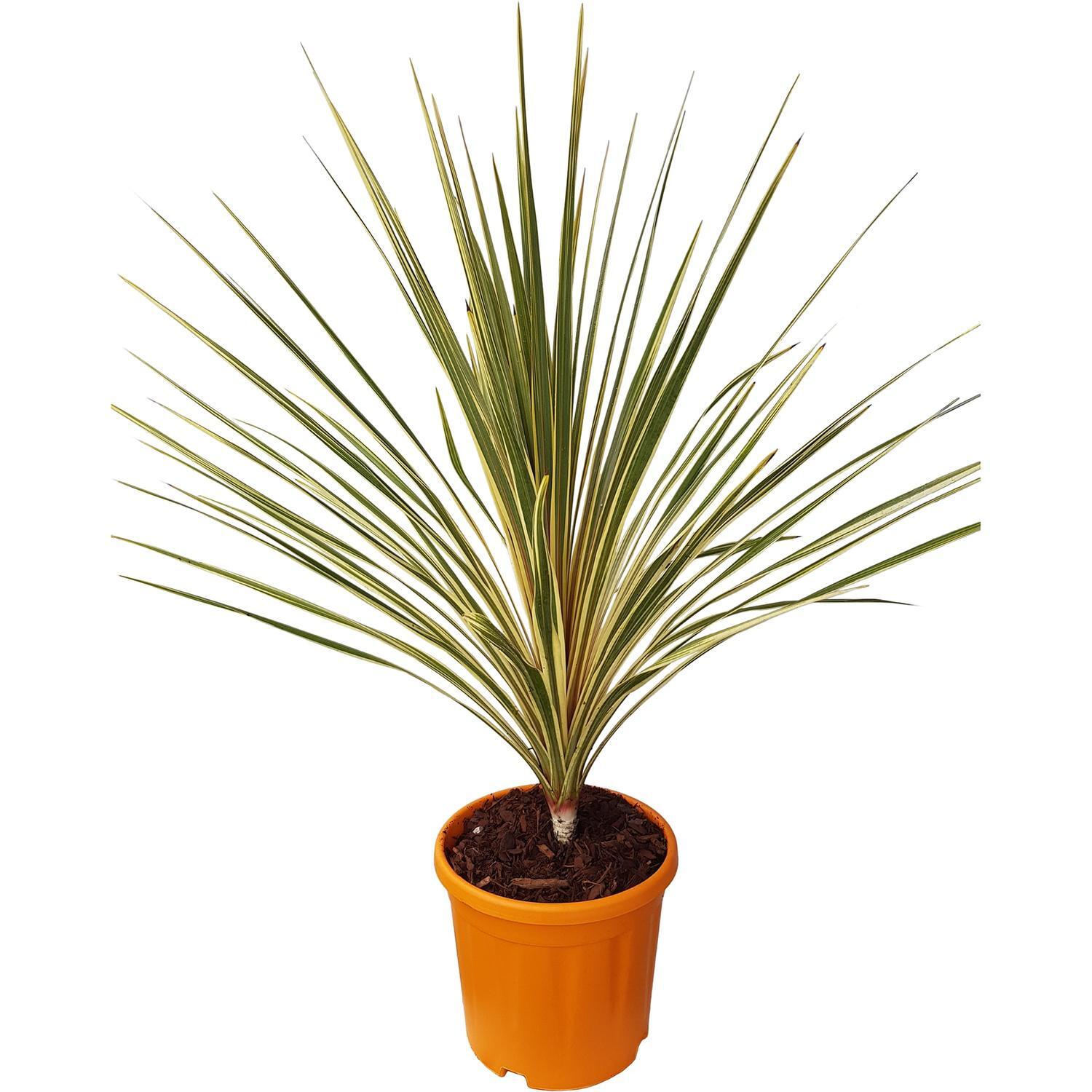 Cordyline Torbay Dazzler
