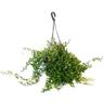 Aeschynanthus Parvifolia Basket 17.5cm