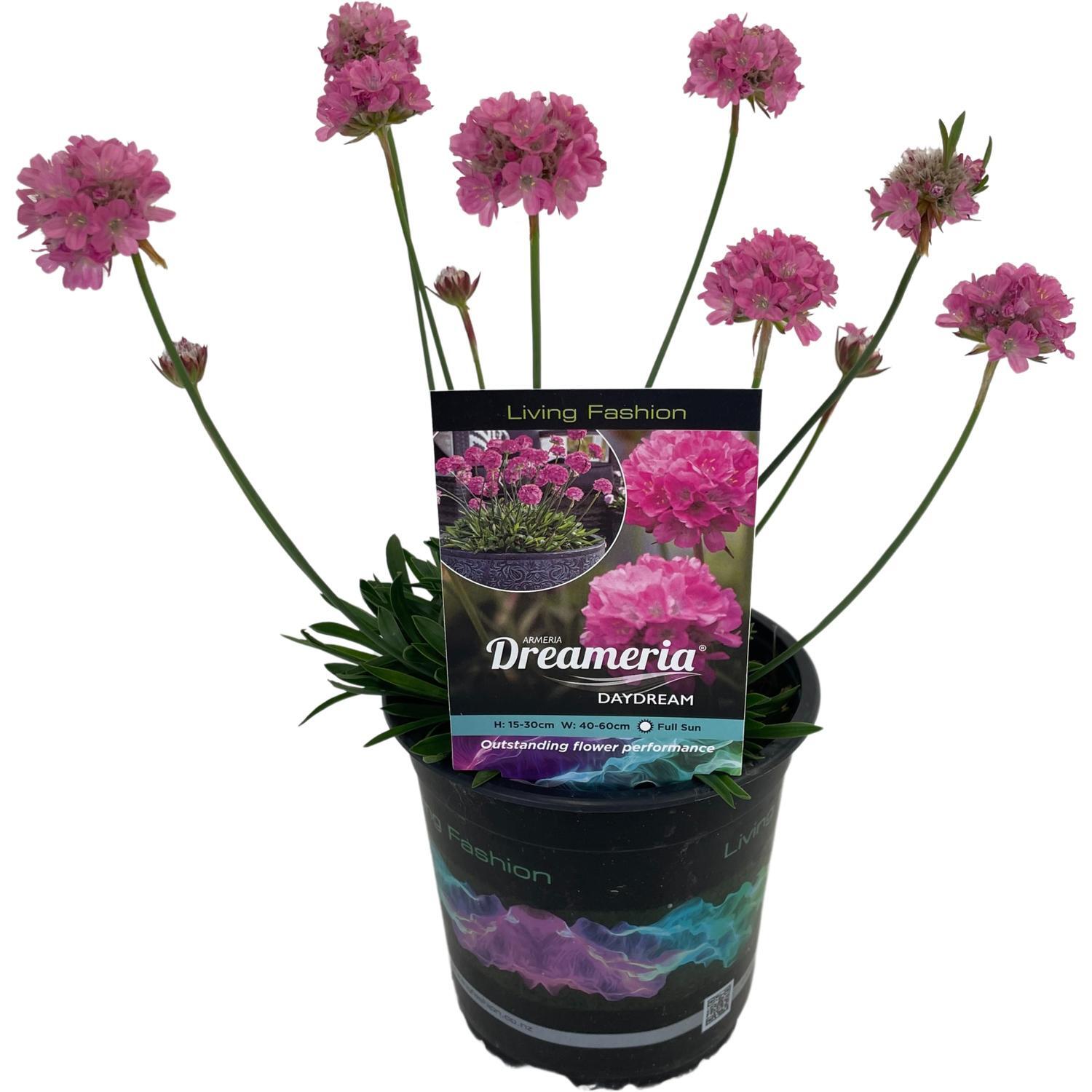 Armeria Day Dream