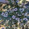 Leptospermum 'Tea Tree' Wiri Linda 8.5L