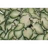 Caladium 'White Majesty'