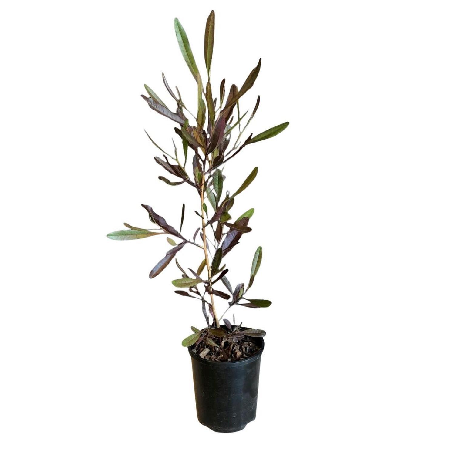 Dodonaea Viscosa Purpurea   1.5L  Purple