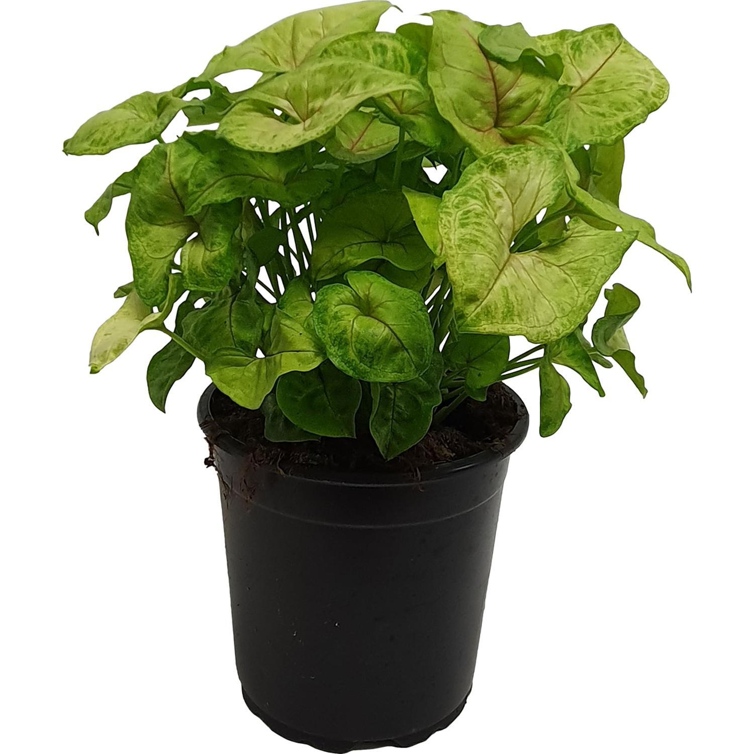 Syngonium Golden Allusion