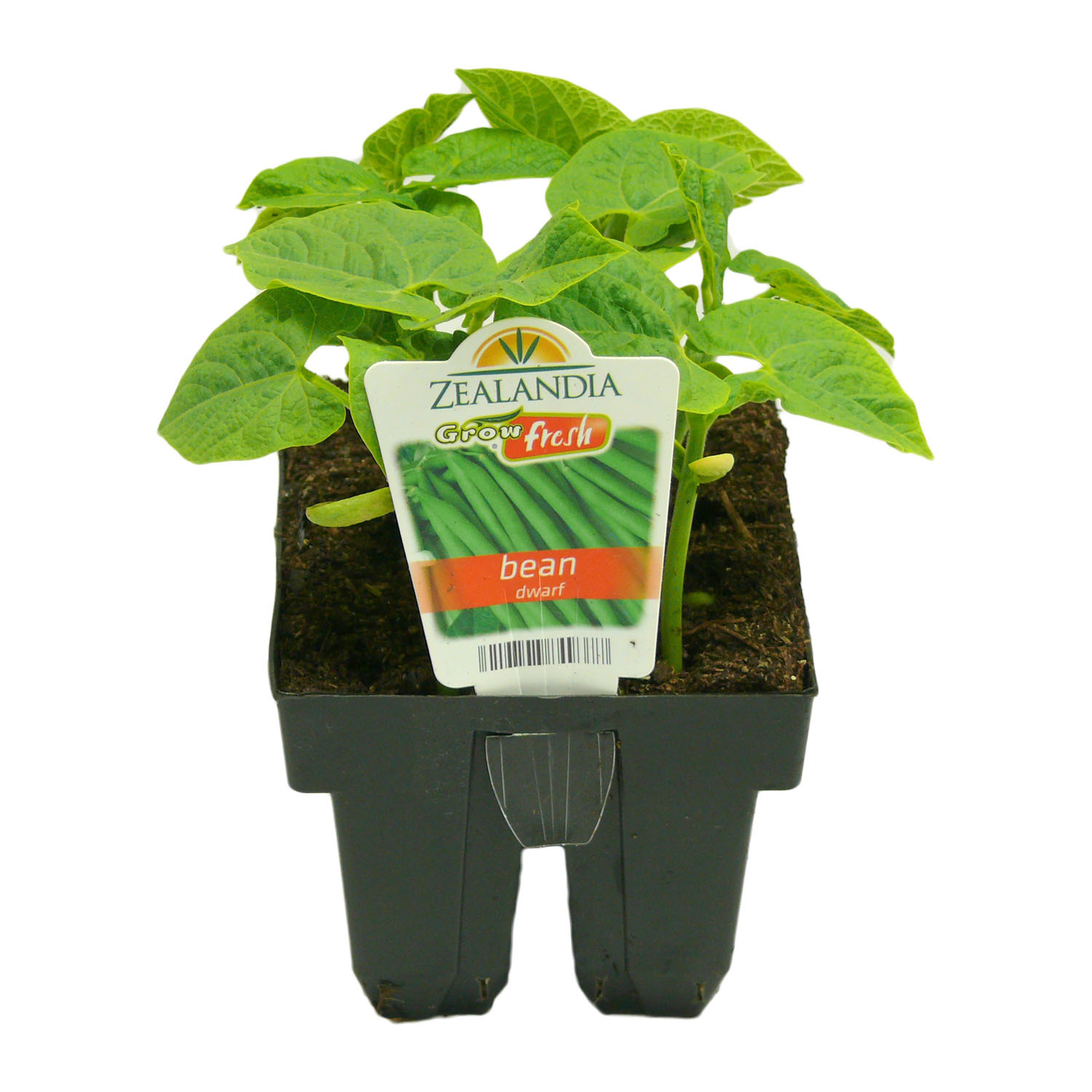 Dwarf French Bean