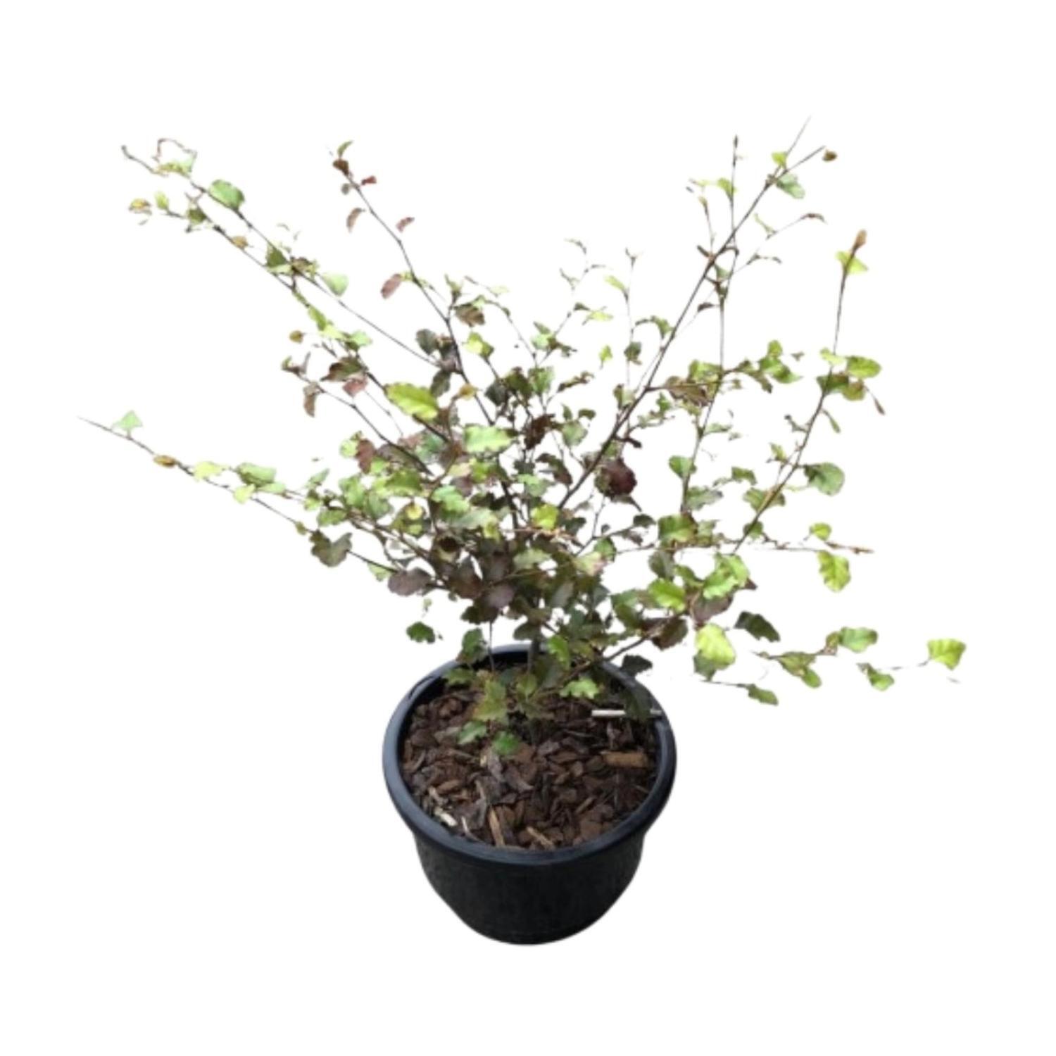 Nothofagus Red Beech  13cm