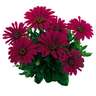Osteospermum Margarita