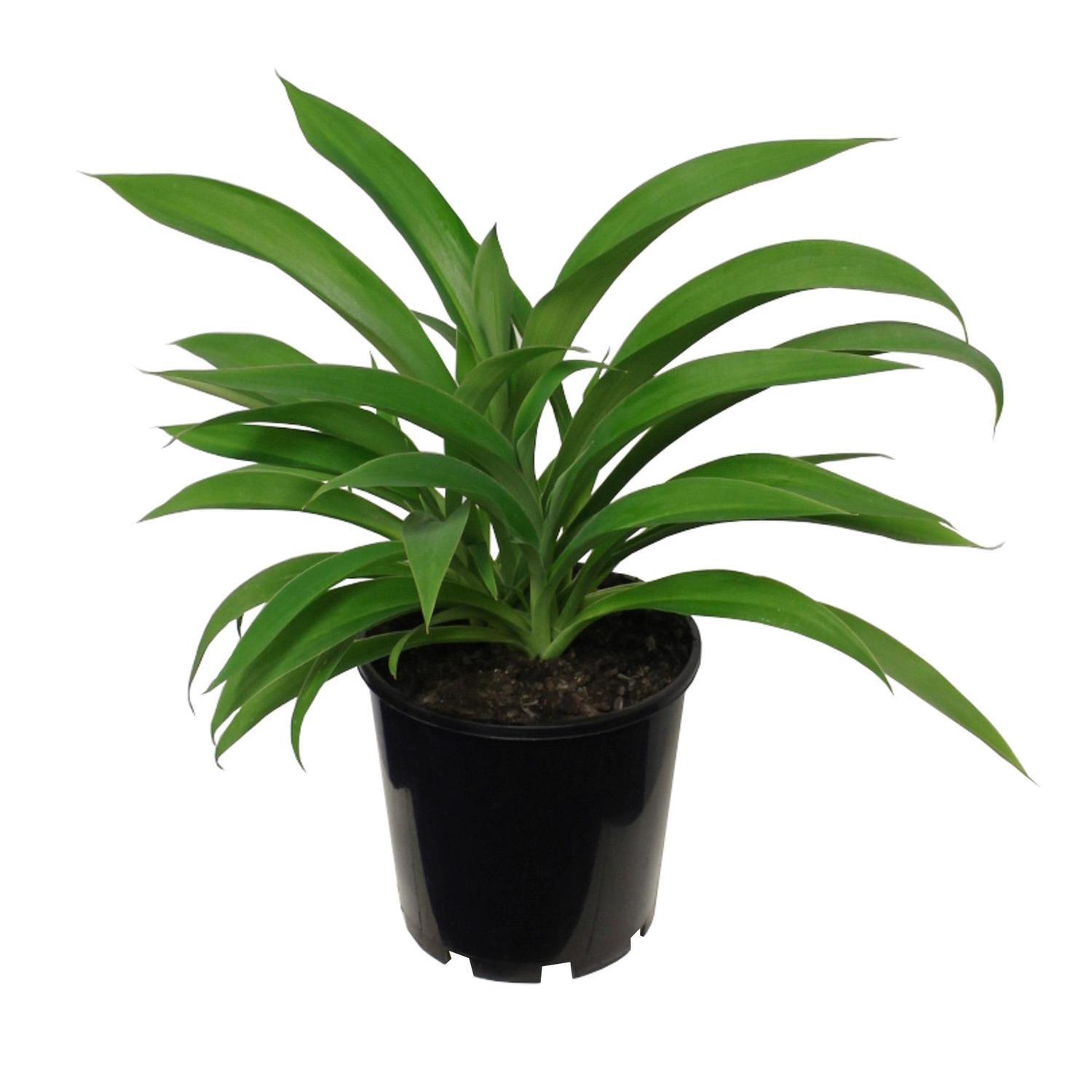 Arthropodium Parnell 3.3L
